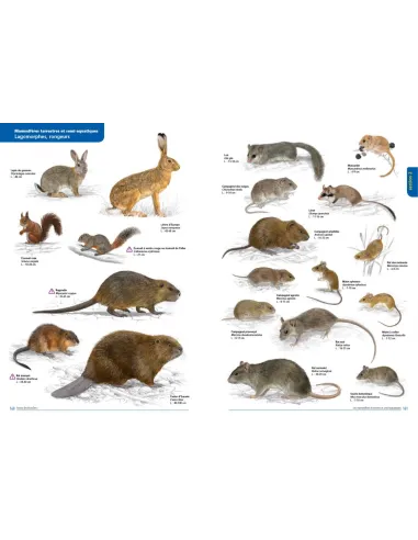 La faune des Bouches-du-Rhône