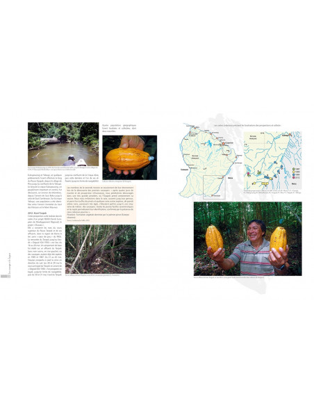 Les Cacaoyers de Guyane