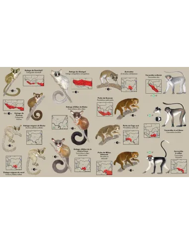 Les primates d'Afrique de l'ouest -...