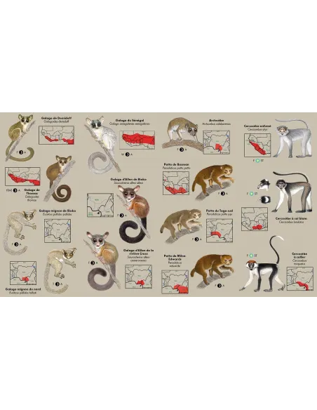 Les primates d'Afrique de l'ouest - Guide d'identification de poche