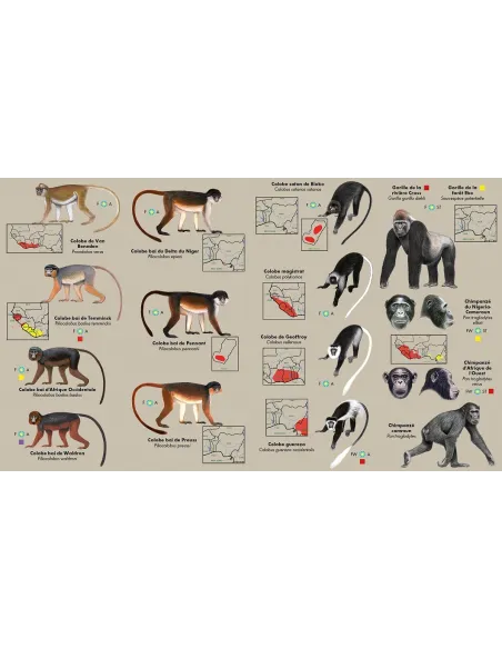 Les primates d'Afrique de l'ouest - Guide d'identification de poche