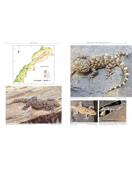 Amphibians and Reptiles of Morocco