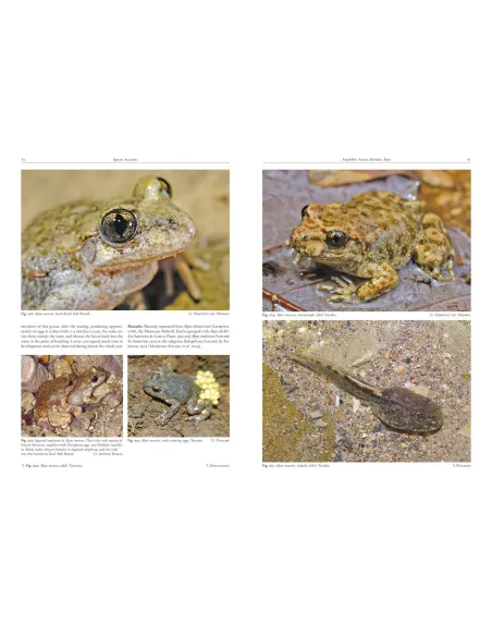Amphibians and Reptiles of Morocco