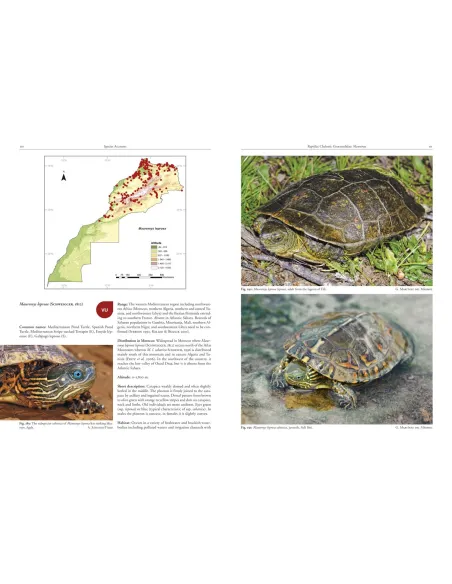 Amphibians and Reptiles of Morocco