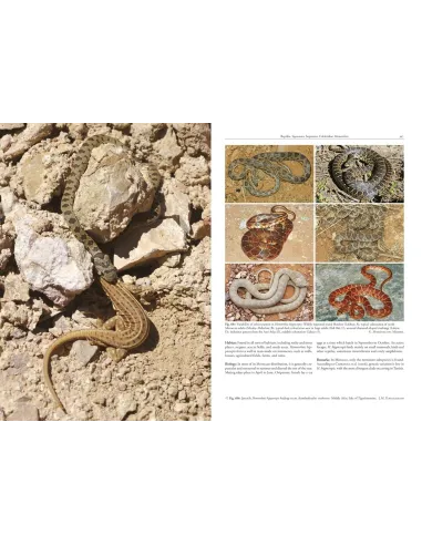 Amphibians and Reptiles of Morocco