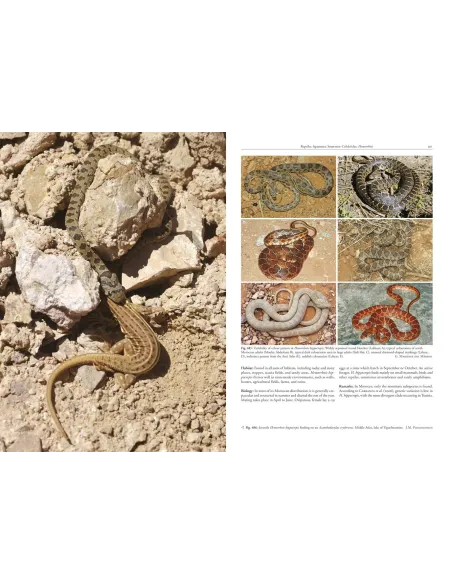 Amphibians and Reptiles of Morocco