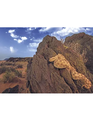 Amphibians and Reptiles of Morocco