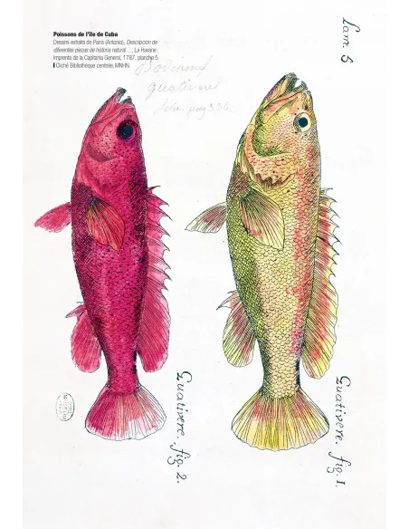 Historical Portrait of the Progress of Ichthyology - From Its Origin to Our Own Time