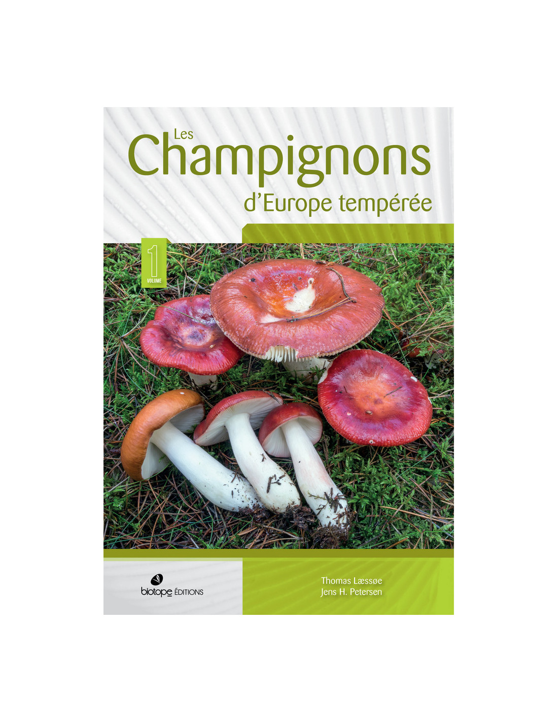 Brosse à champignon - Europe Diffusion