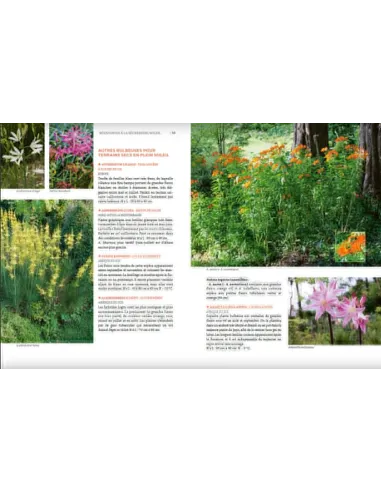 Toutes les plantes supportant la sécheresse