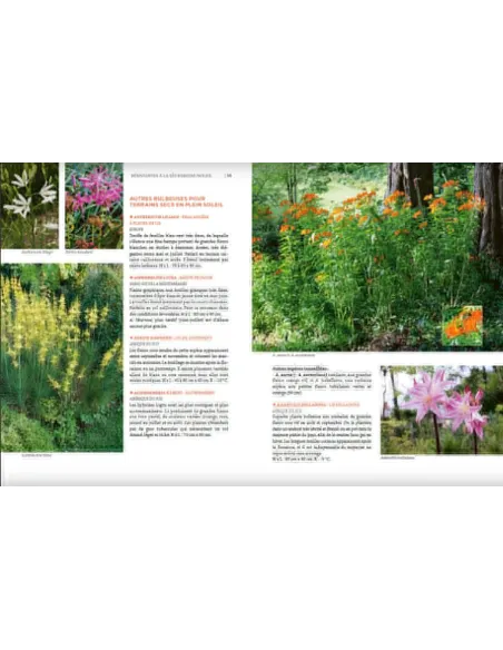 Toutes les plantes supportant la sécheresse