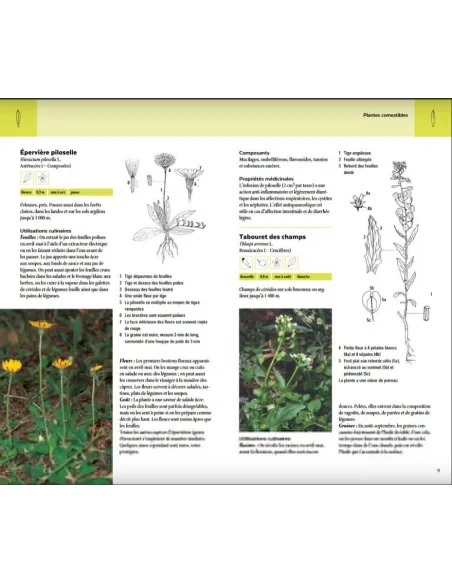 Plantes sauvages comestibles - Les 200 espèces les plus importantes