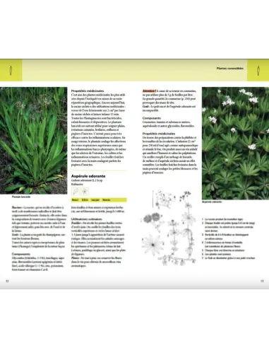 Plantes sauvages comestibles - Les...