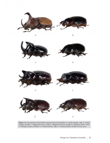 Les coléoptères Dynastidae de Guyane