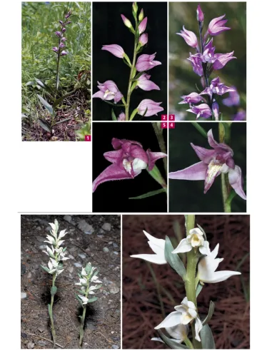 Orchidées d'Europe & de Méditerranée