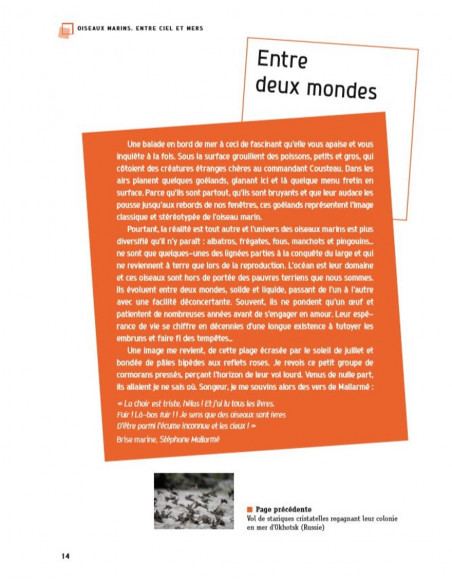 Oiseaux marins - Entre ciel et mers