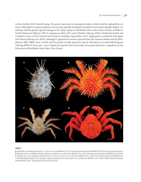 Tropical Deep-Sea Benthos - Volume 31