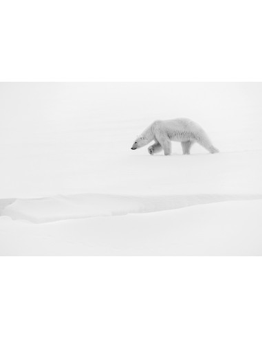 Toundra (Livre + Film)