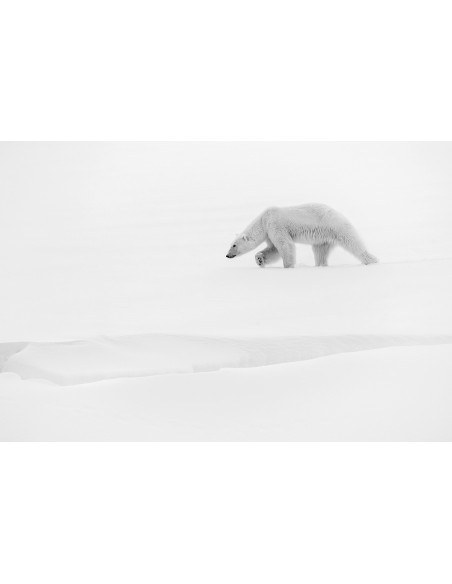 Toundra (Livre + Film)