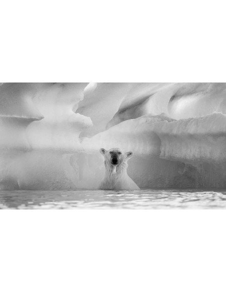 Toundra (Livre + Film)