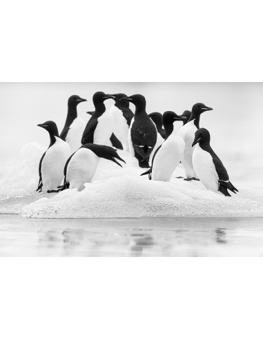 Toundra (Livre + Film)