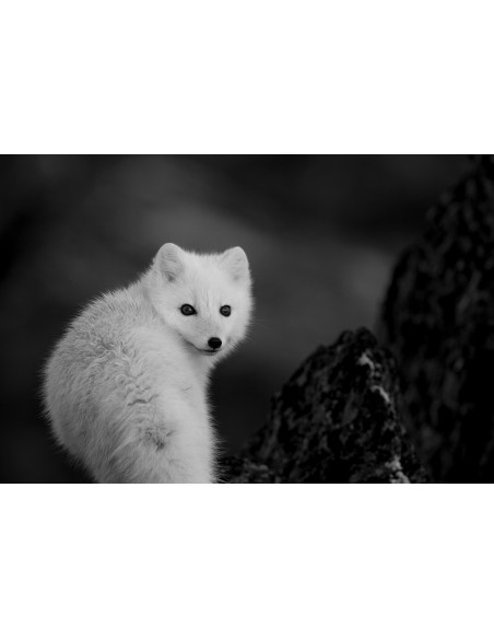 Toundra (Livre + Film)