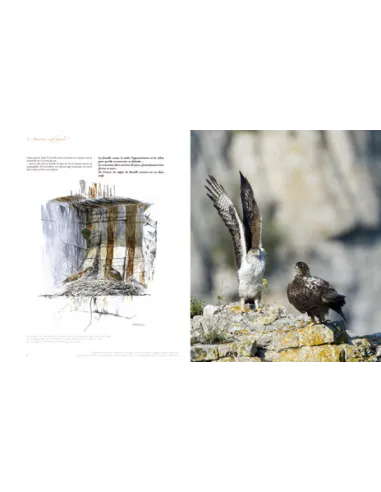 Aigle de Bonelli méditerranéen méconnu