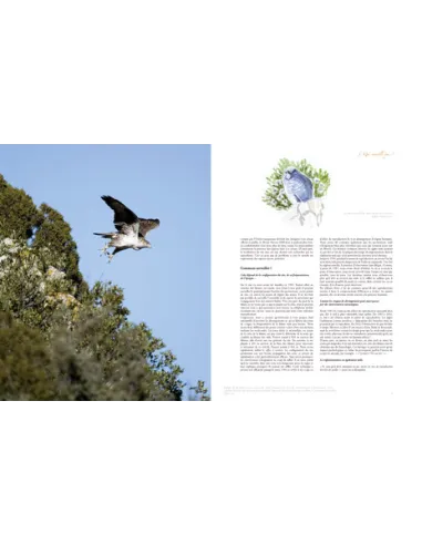 Aigle de Bonelli méditerranéen méconnu