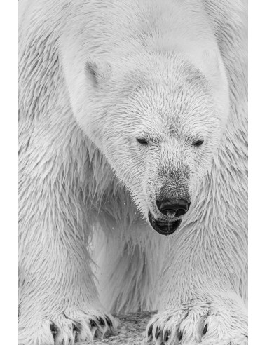 Toundra (Livre + Film)