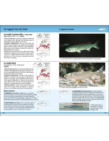 Poissons marins - 180 espèces de nos côtes