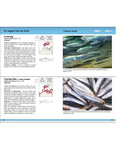 Poissons marins - 180 espèces de nos côtes