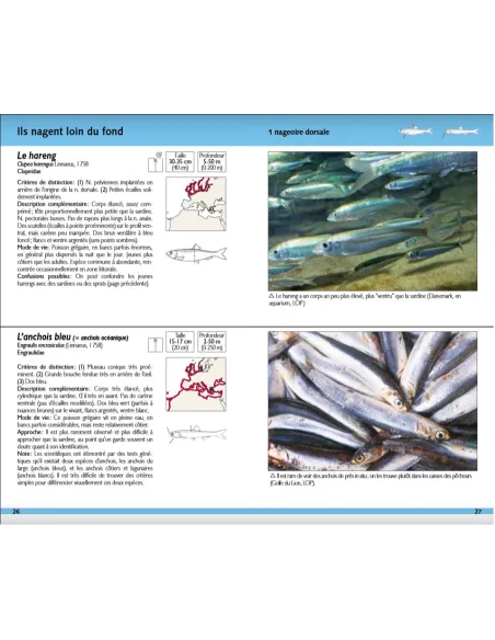 Poissons marins - 180 espèces de nos côtes