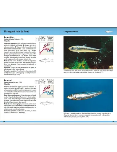 Poissons marins - 180 espèces de nos côtes