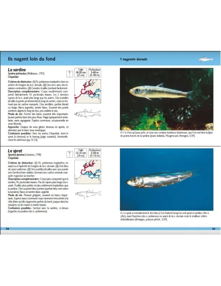 Poissons marins - 180 espèces de nos côtes