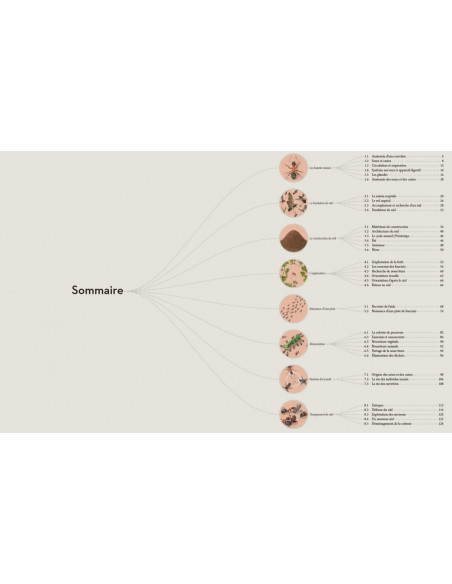 Fourmis - Vie et intelligence collective d'une colonie
