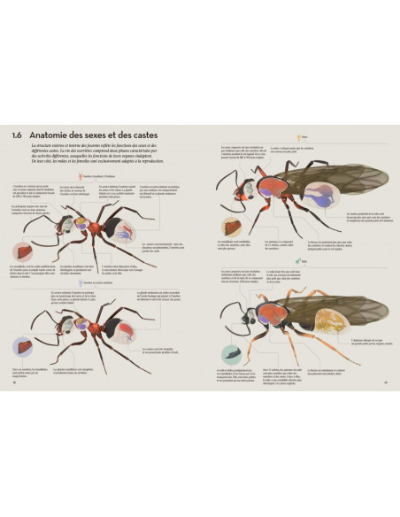 Fourmis - Vie et intelligence collective d'une colonie