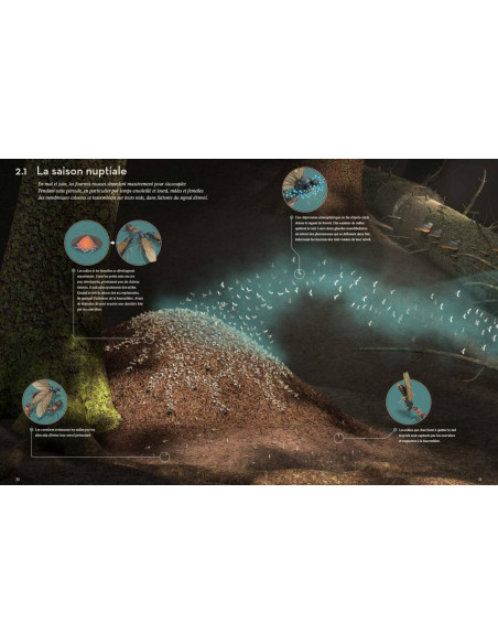 Fourmis - Vie et intelligence collective d'une colonie