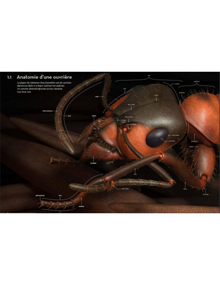 Fourmis - Vie et intelligence collective d'une colonie