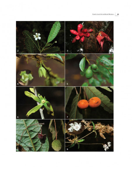 Insects of Mount Wilhelm Papua New Guinea - volume 2