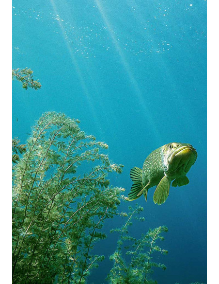 Les Poissons d'eau douce de France - 2ème édition