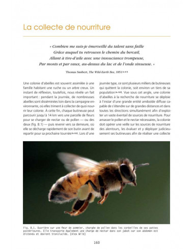 La vie de la ruche — Département de Biologie
