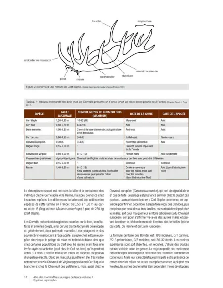 ATLAS DES MAMMIFERES SAUVAGES DE FRANCE - VOLUME 2