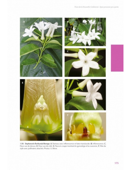 Flore de la Nouvelle-Calédonie, Volume  27 - Apocynaceae p.p., Phellinaceae, Capparaceae