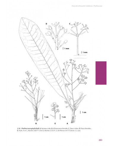 Flore de la Nouvelle-Calédonie,...