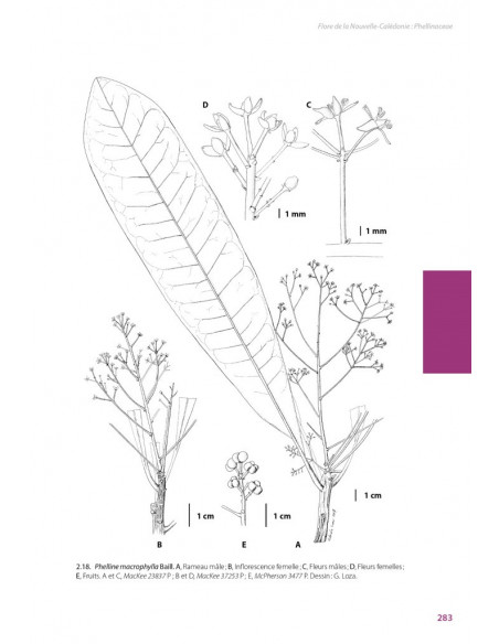 Flore de la Nouvelle-Calédonie, Volume  27 - Apocynaceae p.p., Phellinaceae, Capparaceae