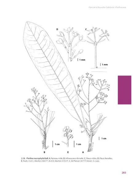 Flore de la Nouvelle-Calédonie, Volume  27 - Apocynaceae p.p., Phellinaceae, Capparaceae