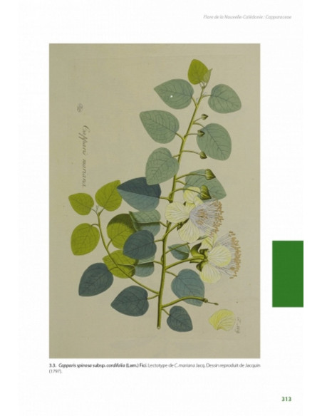 Flore de la Nouvelle-Calédonie, Volume  27 - Apocynaceae p.p., Phellinaceae, Capparaceae