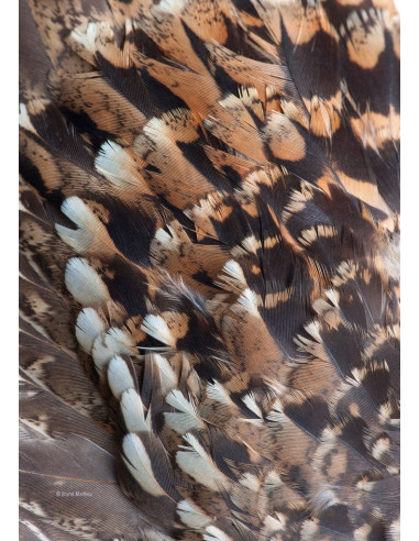 La Gélinotte des bois