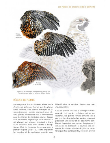 La Gélinotte des bois