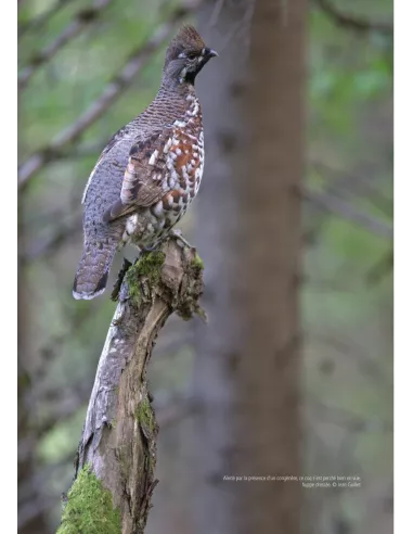 La Gélinotte des bois